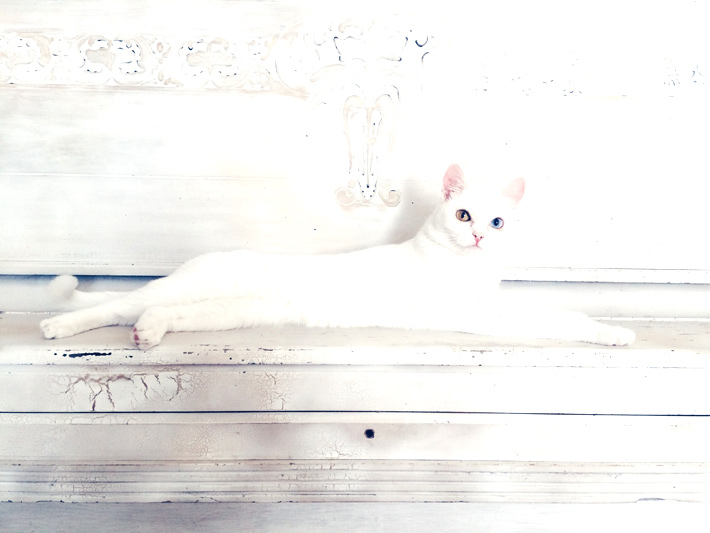 明るく写った白い猫