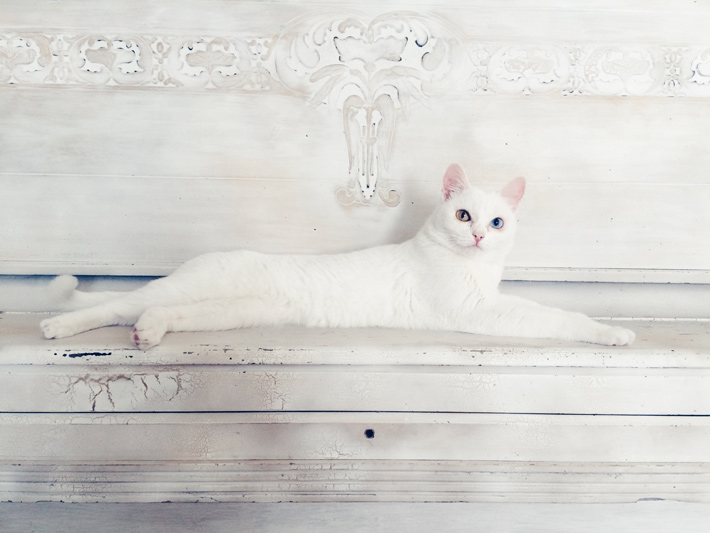 ちょうど良い明るさに写った白い猫