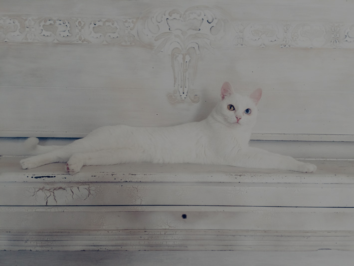 暗く写った白い猫